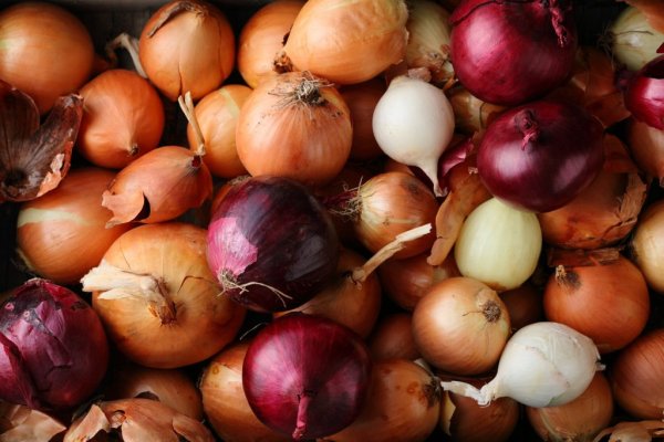 Kraken tor onion